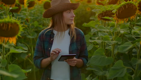 una mujer gerente agrícola camina por el campo con grandes girasoles amarillos y los examina. ella escribe sus características en un libro electrónico.