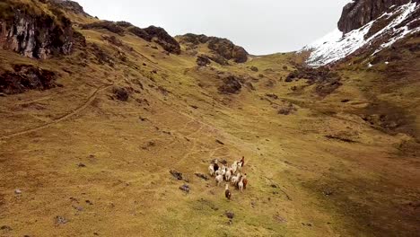 Vista-Aérea-De-Drones-De-Las-Montañas-De-Los-Andes-De-Perú-De-Llamas-Y-Alpacas-Corriendo-En-Las-Montañas2