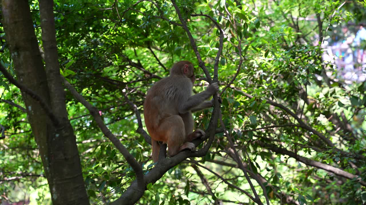 el mono rhesus chino salvaje se sienta en una rama entre la vegetación y mira a su alrededor
