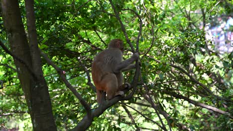 el mono rhesus chino salvaje se sienta en una rama entre la vegetación y mira a su alrededor