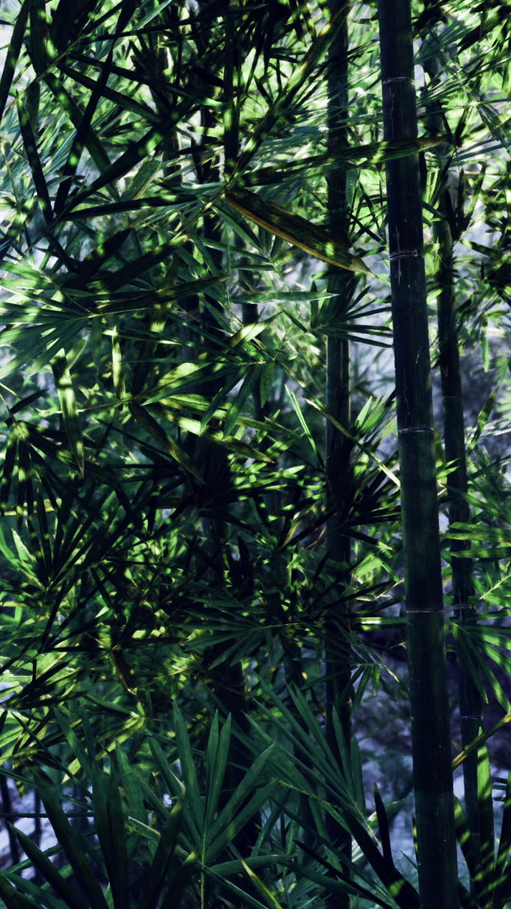 Tall bamboo stalks rise in a dense green forest
