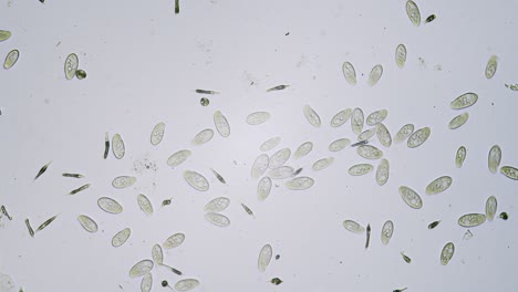 protozoa single cell organisms in microscope bright field