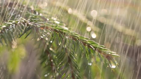 rain on a sunny day. close-up of rain on the background of an evergreen spruce branch.