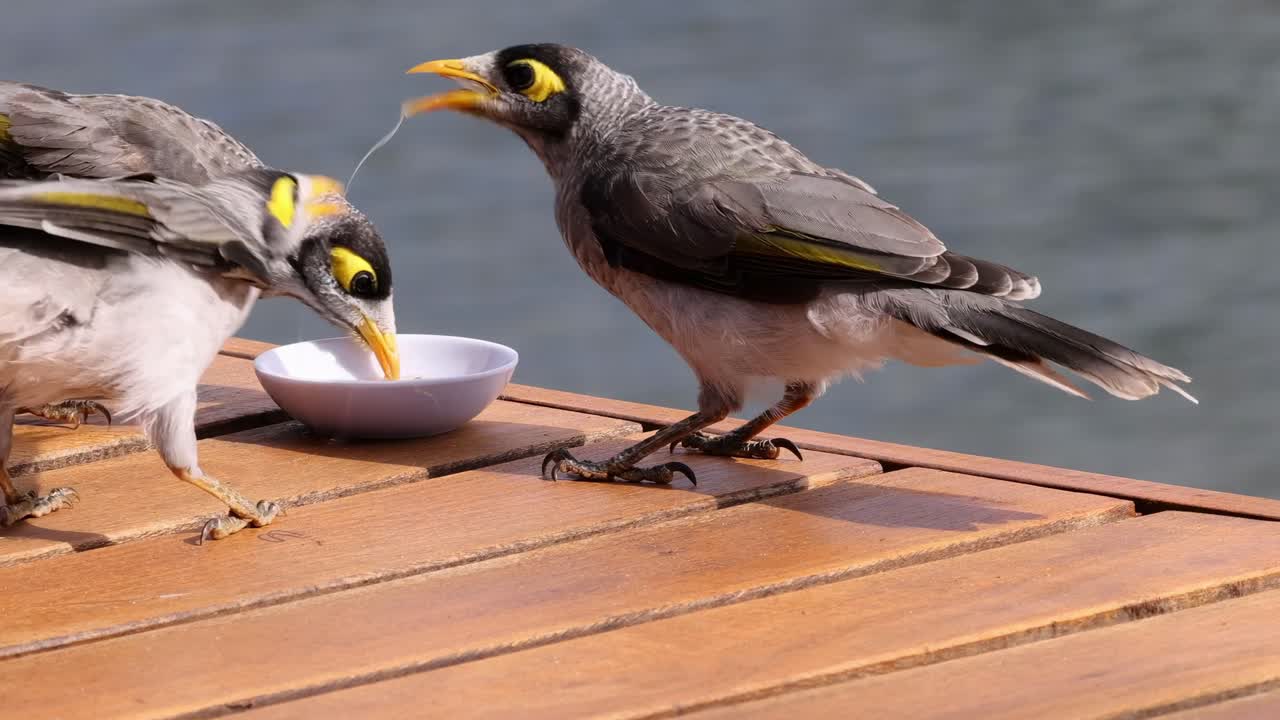 Two myna birds engage near a small bowl on a wooden surface by the water.