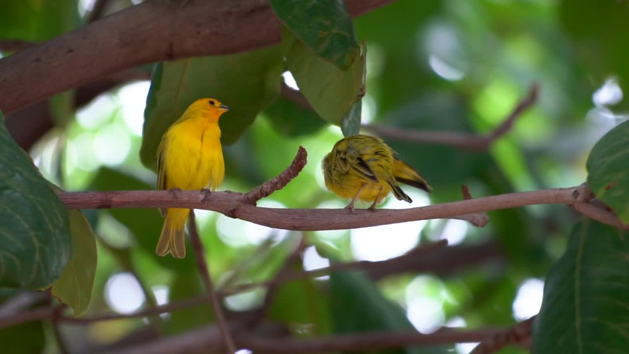 Close up: Two yellow Hawaiian honeycreepers sitting on a branch cleaning their feathers