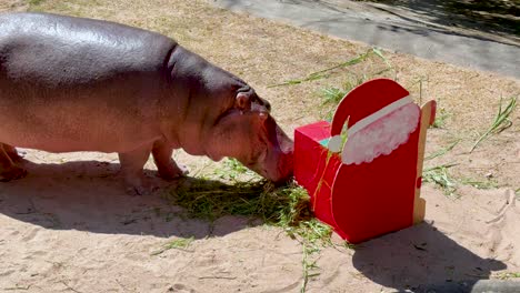 hippopotamus eating grass near santa's sleigh