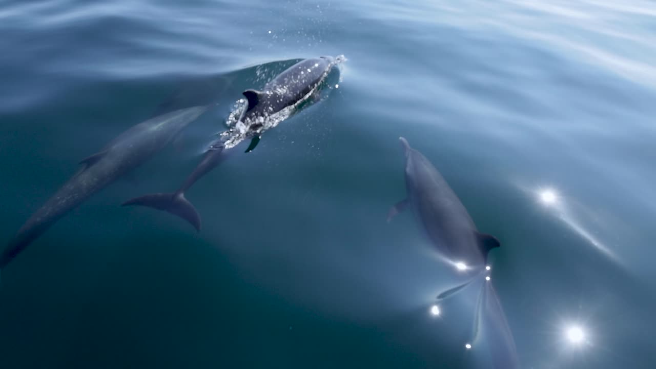 A lively pod of dolphins swims just below the surface, playfully rolling and turning with sun glints on blue water—natural marine behavior captured in dynamic, cinematic detail
