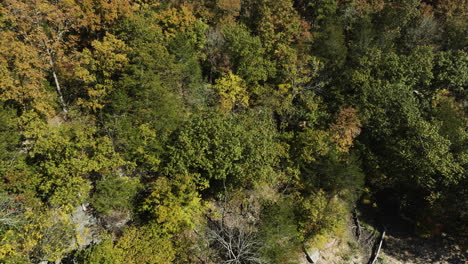 Bosque-Radiante-Y-Exuberante-Bañado-Por-El-Sol-De-Principios-De-Otoño