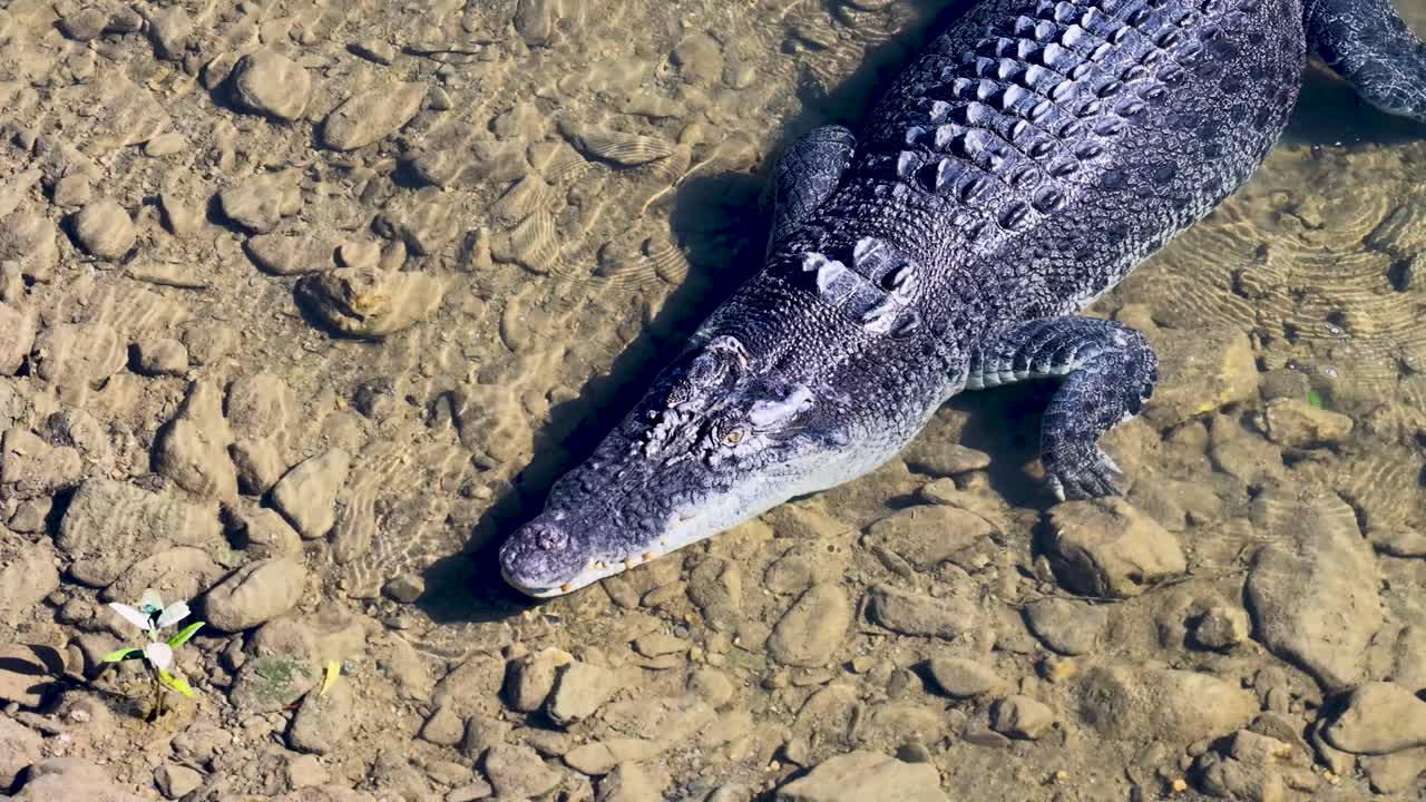 Drone footage captures a saltwater crocodile in clear river waters, highlighting its textured scales and natural habitat