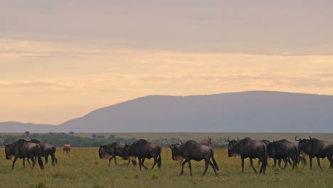 slow motion of wildebeest herd great migration in africa, walking plains and savannah at sunset under dramatic stormy storm clouds and sky in rainy season in beautiful landscape scenery