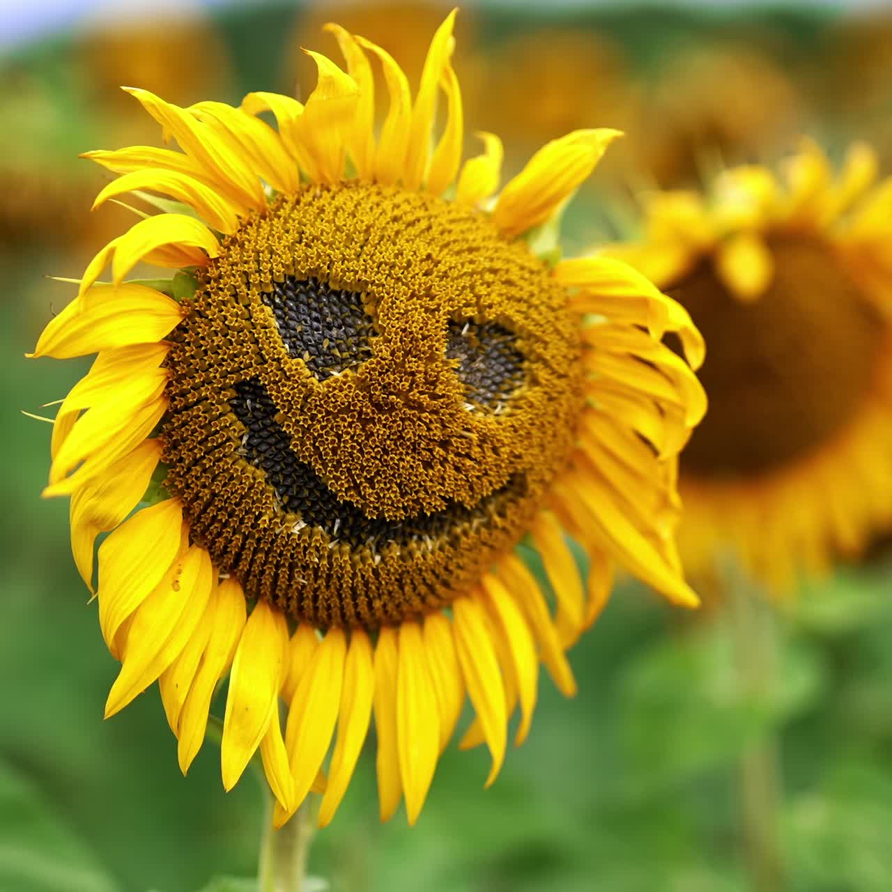 Funny face made from a seed flower with fading petals. Close up. Sunflower farmland at backdrop in blur