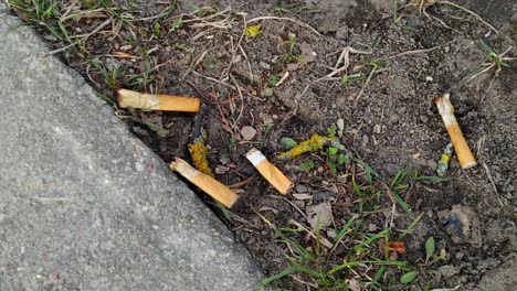 discarded cigarette buds on the road irresponsibly