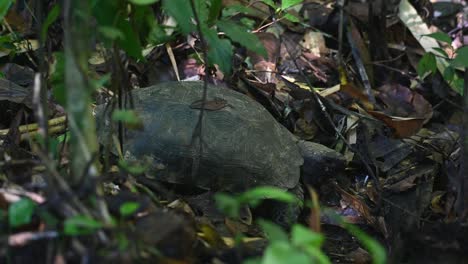 descansando en el suelo del bosque después de una comida de hongos y luego mira a su alrededor, tortuga asiática del bosque, manouria emys, parque nacional kaeng krachan, tailandia