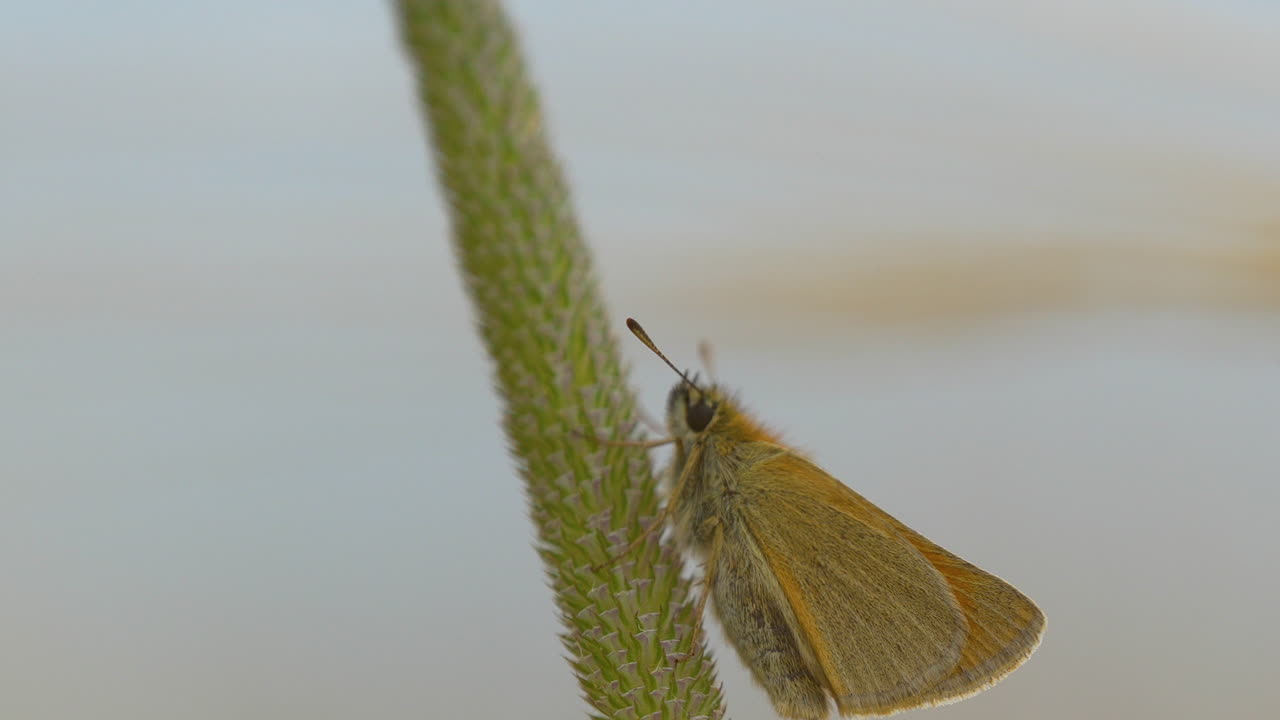 Emitteria lineare (Thymelicus Lineola) appollaiata su uno stelo d'erba - primo piano