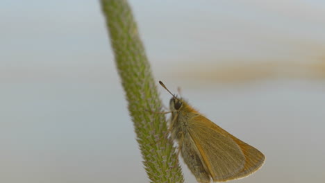 Essex-Skipper-or-Thymelicus-Lineola-Perched-on-Grass-Stem---closeup