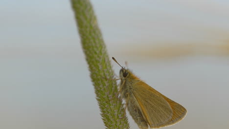 Essex-Skipper-O-Thymelicus-Lineola-Posado-Sobre-Tallo-De-Hierba---Primer-Plano