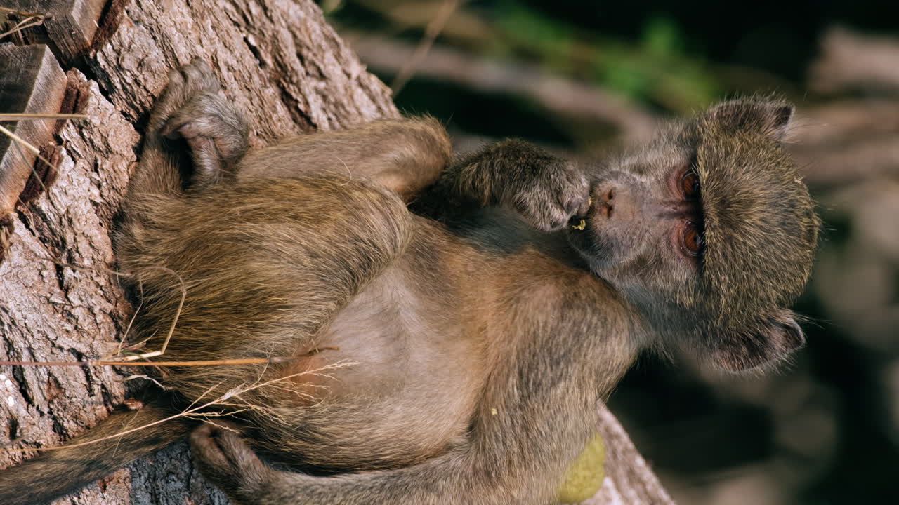 vista vertical de un babuino juvenil comiendo fruta mientras se rasca la espalda
