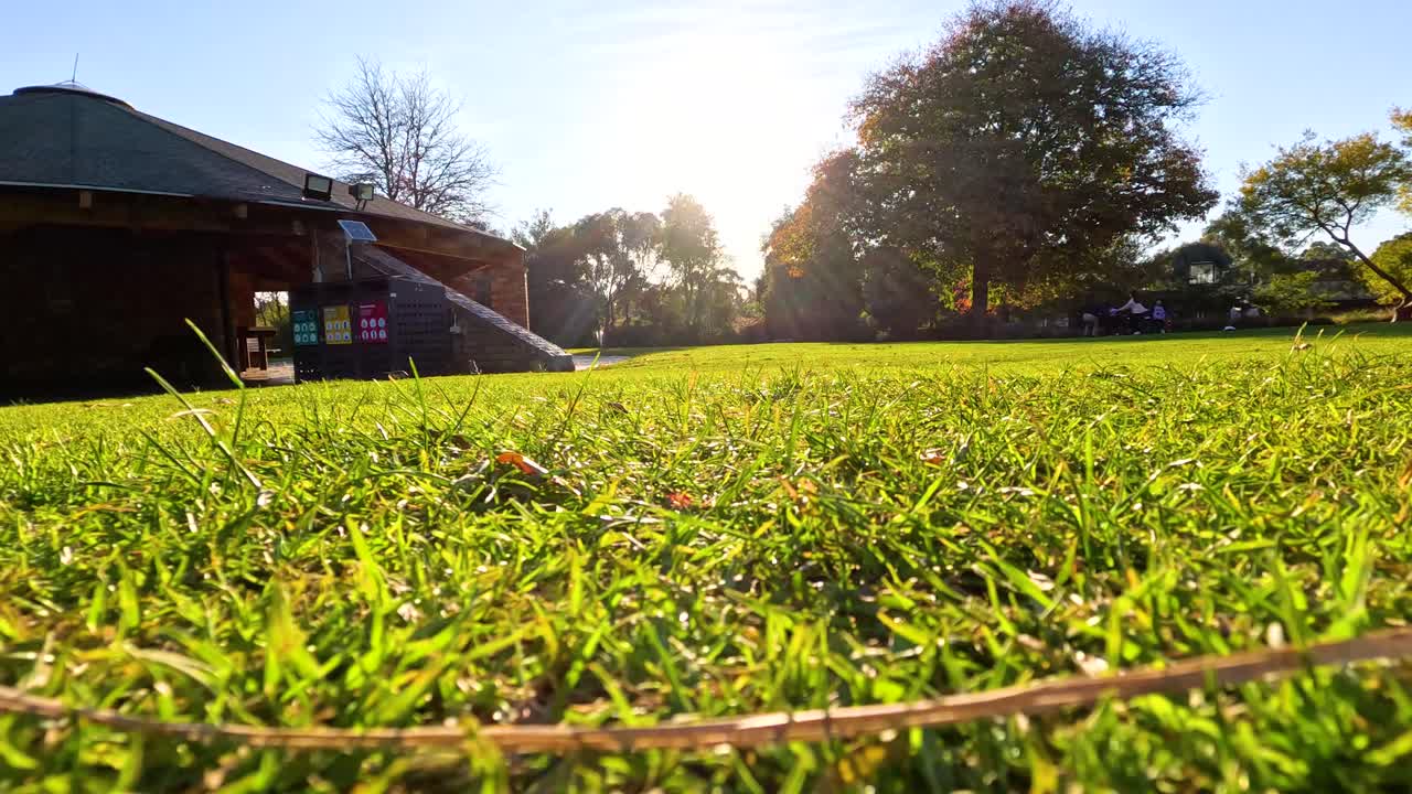 멜버른 동물원의 밝은 빛 아래의 풀의 조용한 풍경, 평화로운 야외 환경을 포착합니다.