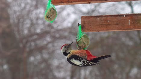 middle spotted woodpecker feed from seed grain ball near outdoor feeder