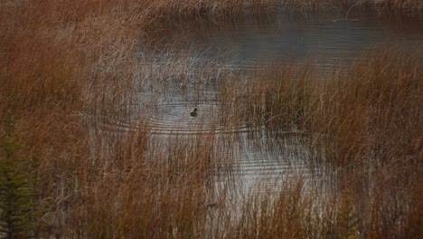 Duck-diving-in-pond-with-tall-yellow-grass