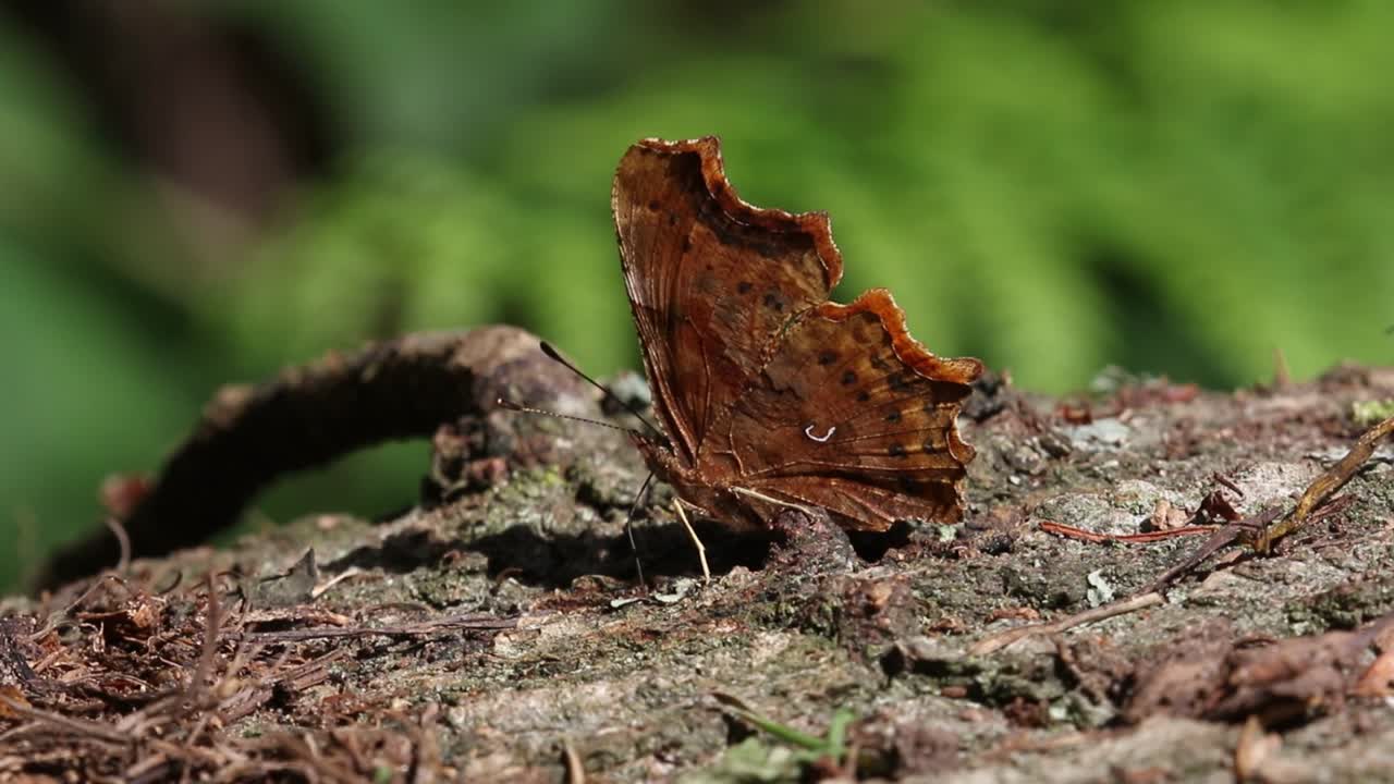 coma mariposa, poligonia c-album