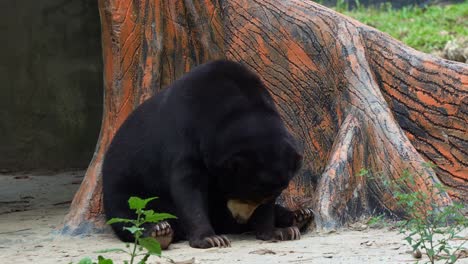 fotografía de cerca de un oso sol jadeante, sentado y descansando en el suelo, preguntándose por los alrededores, una especie de animal vulnerable