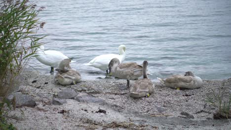 familia de cisnes en la costa de un lago