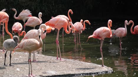 A Video Captures Flamingos Near Tranquil Water Showcasing Their Beauty. This video showcases elegant flamingos by tranquil water, highlighting their stunning pink plumage as they stand on rocks and an island