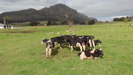 a drone slowly circles a herd of cows bundled closely together