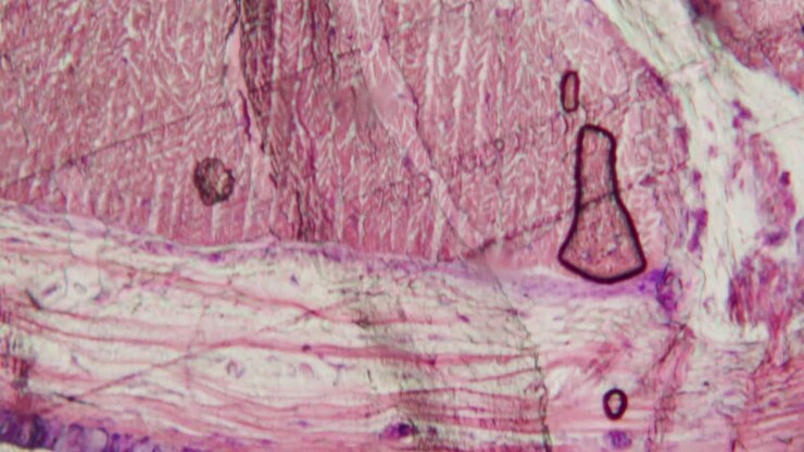 Organismi microscopici che si muovono in tessuto biologico colorato
