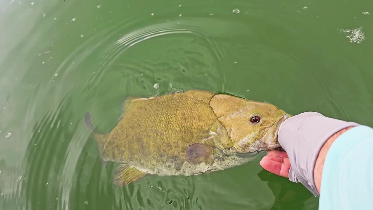 Småmunslöja glider iväg under vattnet efter att ha släppts ut, med synliga fenor, rörlig stjärt, ytreflektioner och ansvarsfullt sportfiske i en klar sjö.