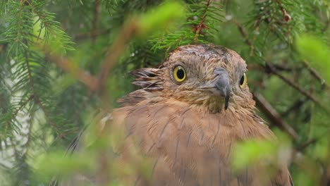 Europäischer-Wespenbussard-(Pernis-Apivorus),-Auch-Pern-Oder-Pern-Genannt,-Ist-Ein-Greifvogel-Aus-Der-Familie-Der-Accipitridae