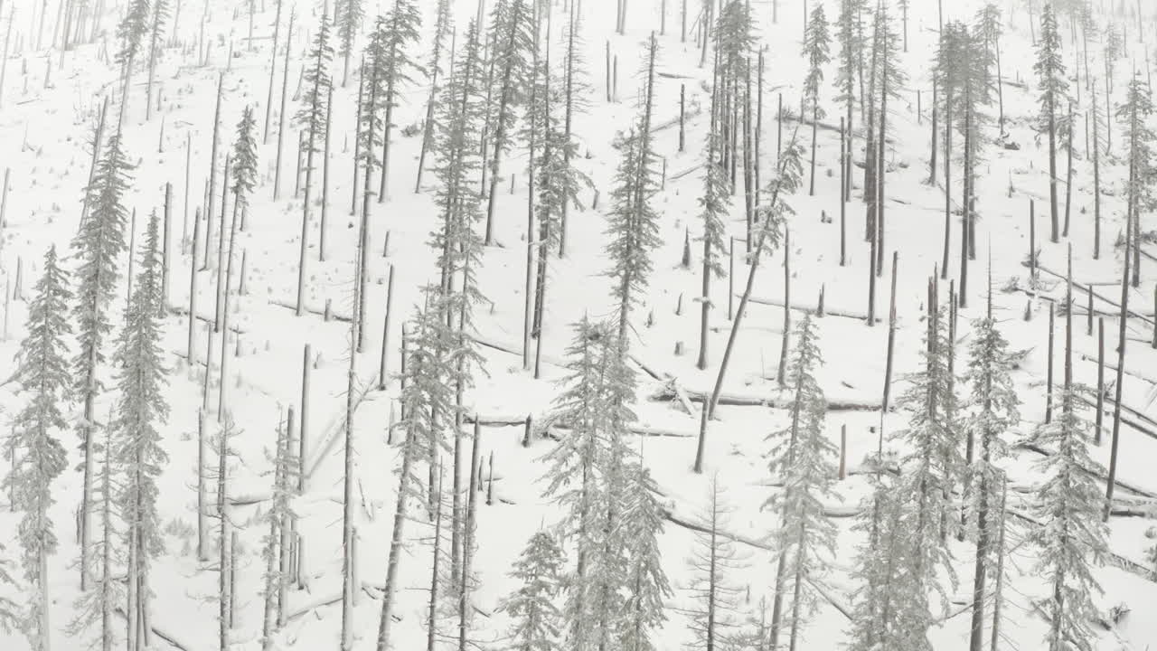 눈으로 뒤덮인 불탄 숲 위로 공중 슬라이더를 쐈습니다.