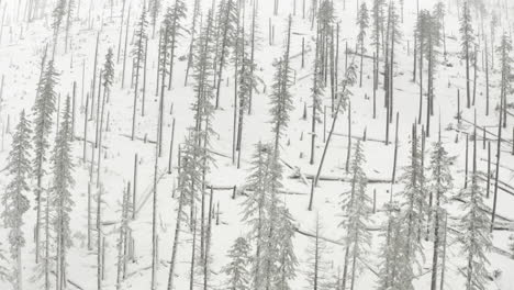 deslizador aéreo disparado sobre un bosque quemado cubierto de nieve