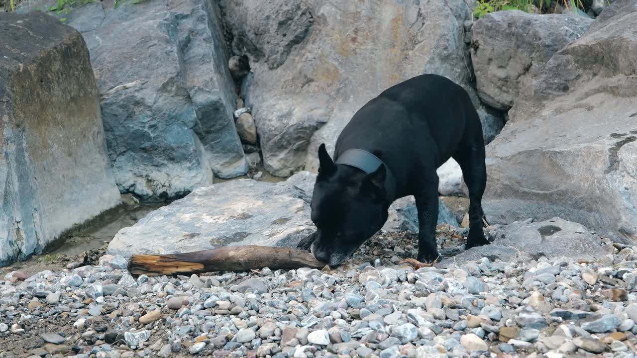 Playful black dog stands on rocks, using its teeth and paws to chew on wood near Walensee in Weesen, Kanton St. Gallen, Switzerland.