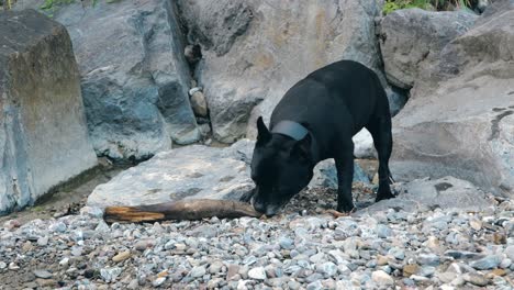 playful black dog stands on rocks, using its teeth and paws to chew on wood near walensee in weesen, kanton st. gallen, switzerland.