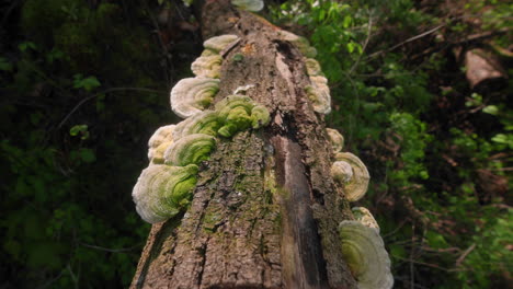 green polypore fungi on a fallen trunk in a lush forest