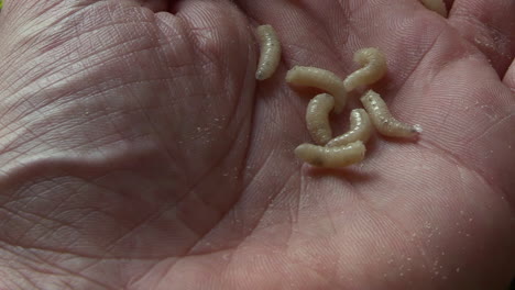 maggots fall into an open hand, slow motion