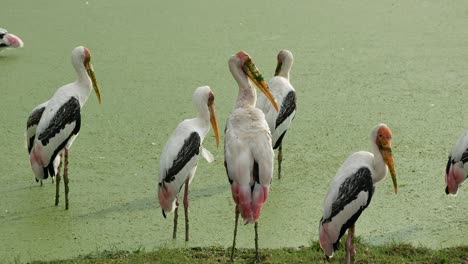 marabou stork in the nature