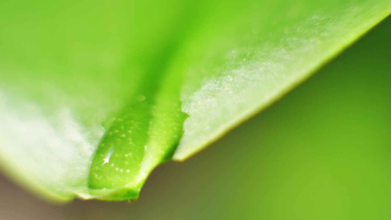 자연을 위해 신선한 녹색 잎과 함께 비방울 은 잎에서 떨어지는 방울의 근접적인 배경