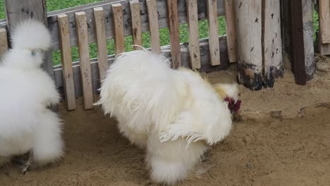 fluffy white chickens in a coop