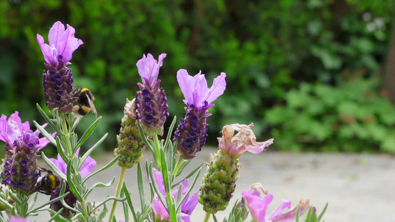 Bumblebees collecting nectar from lavender, super slow motion