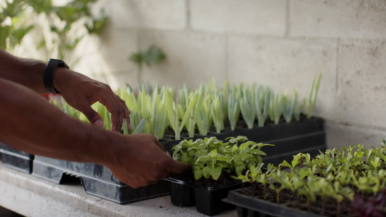 Hands carefully transplanting seedlings in garden nursery, nurturing young plants, in greenhouse
