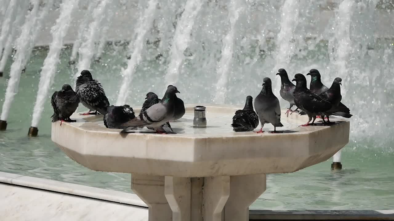 분수 에 있는 비둘기 들
