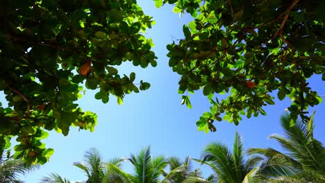 nature clear blue sky background with fresh first spring foliage of coconut palm trees and tropical trees as natural frame, real time video footage loop,relax and vacation holiday summer concept