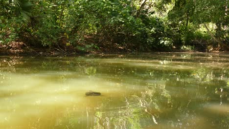 Tortuga-Nadando-En-El-Canal.-Panorámica-De-Mano