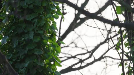 Trees,-tree-branches-covered-in-climbing-ivy