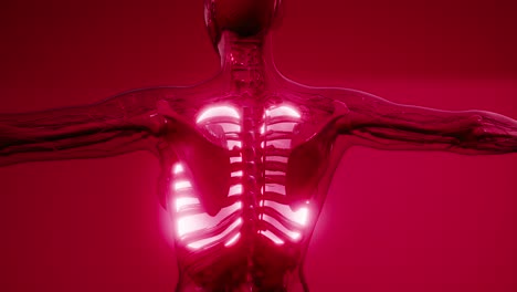 examen radiológico de los pulmones humanos