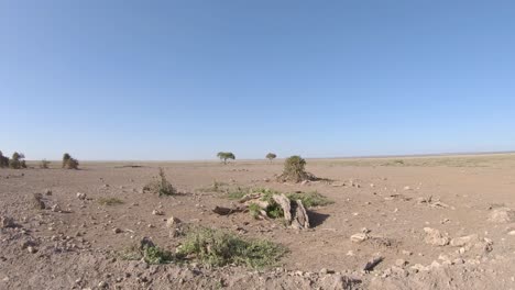 Babuinos-En-El-árido-Paisaje-Polvoriento-De-La-Sabana-Africana,-Reserva-Nacional-De-Kenia