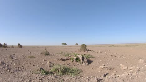 baboons in arid dusty landscape of african savanna, kenya national reserve